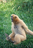 PRM 10 GL0007 01
Black-Crested Gibbon Sitting On Grass