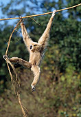PRM 10 GL0008 01
White-Handed Gibbon Hanging From Branch