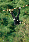 PRM 10 GL0009 01
White-Handed Gibbon Hanging From Branch