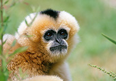 PRM 10 GL0013 01
Head Shot Of Black Crested Gibbon Female