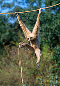 PRM 10 GL0014 01
White-Handed Gibbon Hanging From Vine