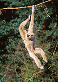 PRM 10 GL0015 01
White-Handed Gibbon Hanging From Vine