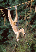 PRM 10 GL0016 01
White-Handed Gibbon Hanging From Vine
