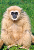 PRM 10 GL0017 01
Portrait Of White-Handed Gibbon Sitting On Grass