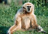 PRM 10 GL0018 01
Portrait Of White-Handed Gibbon Calling On Grass