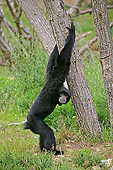 PRM 10 GL0019 01
Siamang Gibbon Standing On Hind Legs
