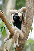 PRM 10 MH0001 01
Pileated Gibbon Sitting On Tree Branch Thailand