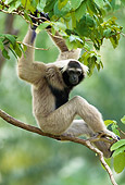 PRM 10 MH0002 01
Pileated Gibbon Sitting On Tree Branch Thailand