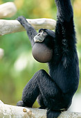 PRM 10 MH0003 01
Siamang Sitting On Tree Branch Southeast Asia