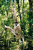 PRM 10 MH0004 01
White-Handed Gibbon Swinging On Tree Branches