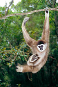 PRM 10 MH0005 01
White-Handed Gibbon Swinging On Tree Branches
