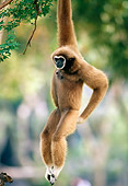 PRM 10 MH0006 01
White-Handed Gibbon Hanging From Tree Branch