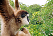PRM 10 MH0007 01
Close-Up Of White-Handed Gibbon Sitting On Tree Branch