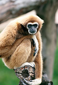 PRM 10 MH0008 01
Portrait Of White-Handed Gibbon Sitting On Tree Branch