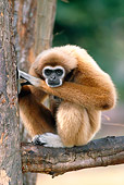 PRM 10 MH0009 01
Portrait Of White-Handed Gibbon Sitting On Tree Branch