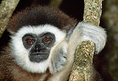 PRM 10 MH0010 01
Head Shot Of White-Handed Gibbon Sitting On Tree Branch