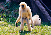 PRM 10 RK0014 01
White-Handed Gibbon Standing On Grass
