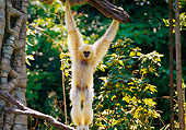 PRM 10 RK0015 01
White-Handed Gibbon Hanging From Tree Branch