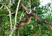 PRM 10 WF0001 01
Muller's Bornean Gibbon Hanging From Tree Branch