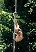 PRM 10 CE0001 01
Gibbon Hanging On Tree Trunk