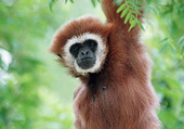 PRM 10 GR0001 01
Close-Up Of White-Handed Gibbon Hanging In Tree
