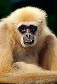 PRM 10 TL0002 01
Portrait Head Shot Of Male White-handed Gibbon