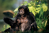 PRM 10 TL0003 01
Siamang Mother Sitting With Young Foliage Malaysia