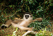 PRM 10 TL0004 01
Gray Gibbon Laying On Foliage In Shade Under Bush