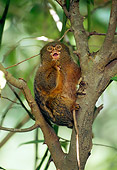 PRM 10 TL0006 01
Pygmy Marmoset Facing Camera Sitting In Tree
