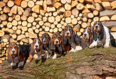 PUP 01 AB0001 01
Group Of Basset Hound Puppies Sitting On Log By Woodpile