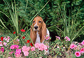 PUP 01 CE0025 01
Basset Hound Puppy Sitting In Pink Flowers
