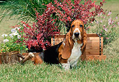 PUP 01 CE0026 01
Basset Hound Puppy Sitting In Grass By Planter Boxes With Flowers