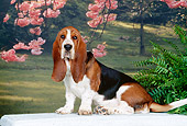 PUP 01 CE0027 01
Basset Hound Puppy Sitting On Bench By Pink Blossoms