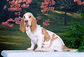 PUP 01 CE0028 01
Basset Hound Puppy Sitting On Bench By Pink Blossoms