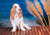 PUP 01 CE0029 01
Basset Hound Puppy Sitting On Bench At Beach