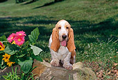 PUP 01 CE0030 01
Basset Hound Puppy Standing On Grass By Rock And Flowers