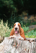 PUP 01 CE0065 01
Basset Hound Puppy Sitting In Hollow Stump