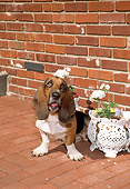 PUP 01 FA0002 01
Basset Hound Puppy Sitting On Brick Patio By White Flowers