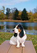 PUP 01 FA0005 01
Basset Hound Puppy Sitting On Picnic Table By Lake