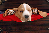 PUP 01 GR0018 01
Humorous Shot Of Basset Hound Puppy Sleeping In Drawer Ears Out