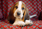 PUP 01 GR0031 01
Close-Up Of Basset Hound Puppy Laying On Cushion