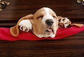 PUP 01 GR0036 01
Head Shot Of Basset Hound Puppy Sleeping On Red Blanket