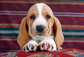 PUP 01 GR0037 01
Head Shot Of Basset Hound Puppy Laying On Cushion