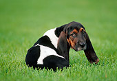 PUP 01 GR0048 01
Basset Hound Puppy Sitting On Lawn Looking Back