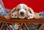 PUP 01 GR0050 01
Close-Up Of Basset Hound Puppy Sleeping In Chair