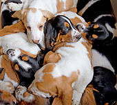 PUP 01 JE0001 01
Litter Of Basset Hound Puppies Sleeping