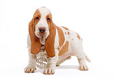 PUP 01 JE0017 01
Basset Hound Puppy Standing White Seamless Wearing Dollar Sign Necklace