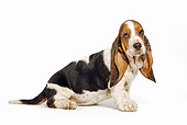 PUP 01 JE0019 01
Basset Hound Puppy Sitting On White Seamless Profile