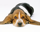 PUP 01 JE0023 01
Basset Hound Puppy Laying On White Seamless