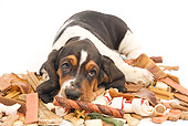 PUP 01 JE0027 01
Basset Hound Puppy Laying In Pile Of Dog Treats On White Seamless